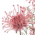 Kunstig blomst nålepute protea blomstrende gren 65 cm 3 stk | Floristik24.no