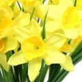 Floristik24 Narcissus gul 27cm 12stk bordpynt