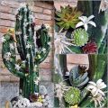 Floristik24 Floral skumfigur kaktus svart 38cm x 74cm