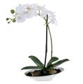 Floristik24 Orchid Phalaenopsis i skål hvit H40cm