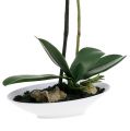 Floristik24 Orchid Phalaenopsis i skål hvit H40cm