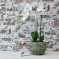 Floristik24 Plantekar betong antikk utseende grønn, brun plantekrukke rund Ø15,5cm