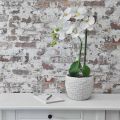 Floristik24 Orchid White på 65cm pære