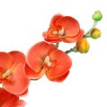 Floristik24 Orchid to greiner 60cm oransje