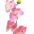 Floristik24 Orchid Phalaenopsis kunstig rosa 60cm