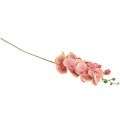 Floristik24 Orchid Phalaenopsis kunstig 9 blomster rosa vanilje 96cm