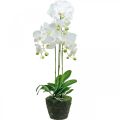 Floristik24 Kunstige orkideer til potten hvit 80cm