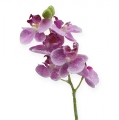 Floristik24 Orkide med glitter, rosa 35cm