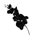 Floristik24 Orkide svart L80cm