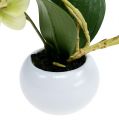 Floristik24 Orkideer i en grønn potte H30cm