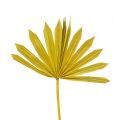 Floristik24 Palmspear Sun mini gul 50stk
