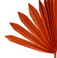 Floristik24 Palmspear Sun mini Orange 50stk