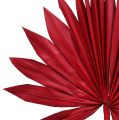Floristik24 Palmspear Sun mini rød 50stk