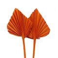 Floristik24 Palmspear mini orange 100stk