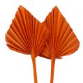 Floristik24 Palm Spear Orange 65stk