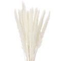 Floristik24 Pampasgress tørkede blomster bleket 70 cm 15 stk