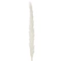 Pampasgress tørkede blomster bleket 70 cm 15 stk | Floristik24.no