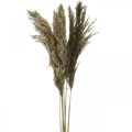 Floristik24 Pampagress tørket naturlig tørt gress haug 70-75cm 6stk