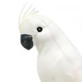 Floristik24 Papegøyer med fjær hvit Kunstig kakadue dekorativ fugl 4stk
