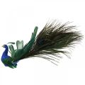 Floristik24 Paradisfugl, påfugl å klemme, fjærfugl, fugledekor blå, grønn, fargerik H8,5 L29cm