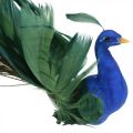 Floristik24 Paradisfugl, påfugl å klemme, fjærfugl, fugledekor blå, grønn, fargerik H8,5 L29cm