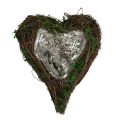 Floristik24 Plantekar Hjerte Vine Moss 21cm x 26cm H6cm