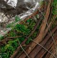 Plantekar Hjerte Vine Moss 21cm x 26cm H6cm | Floristik24.no