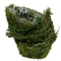 Floristik24 Planteskål med mose Ø16cm H9cm - 10cm grønn 3stk
