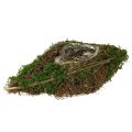 Floristik24 Planting av båtranker og moseplanteskål 31 × 17 × 6 cm
