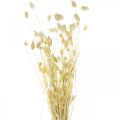 Floristik24 Phalaris-gress, tørket blomsterklas, tørket blankt gress, bleket L30–60cm 50g