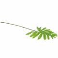 Floristik24 Philodendron Bladgrønn 40cm