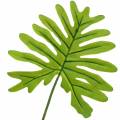 Floristik24 Philodendron Bladgrønn 40cm