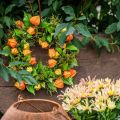 Kunstig Physalis-krans, oransje og grønn, Ø28 cm, høstdekorasjon | Floristik24.no