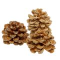 Floristik24 Kogler Pinus Pinea kongler krem blandet 5-18cm 25p