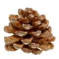 Floristik24 Kogler Pinus Pinea kongler krem blandet 5-18cm 25p