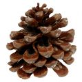 Floristik24 Pinus Pinea medium 10/14cm naturlig 50p