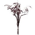 Flatøret gress tørt gress Chasmantium lilla 70 cm 10 stk | Floristik24.no