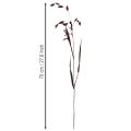 Flatøret gress tørt gress Chasmantium lilla 70 cm 10 stk | Floristik24.no