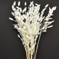Floristik24 Flatøret gress tørt gress Chasmantium hvit 70 cm 10 stk