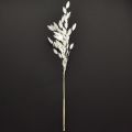 Flatøret gress tørt gress Chasmantium hvit 70 cm 10 stk | Floristik24.no