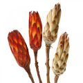 Floristik24 Protea Mix, tørkede blomster Respens natur/rød 13stk