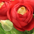 Floristik24 Ranunculus bukett rød 30cm