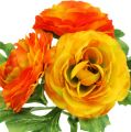 Floristik24 Ranunculus bukett oransje L18cm