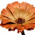 Floristik24 Repens rosett natur 6-7cm 50p