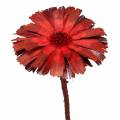 Floristik24 Repens Rosett Rød 8cm - 9cm 25 stk