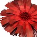Floristik24 Repens rosett rød 8cm - 9cm 25p