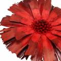 Repens Rosett Rød 8cm - 9cm 25 stk | Floristik24.no