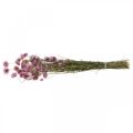 Floristik24 Halmblomster tørkede blomster rosa acroclinium bunt 20g