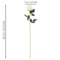 Kunstig roseblomst, lang stilk, til vase, 62 cm, 12 stk. | Floristik24.no