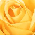 Kunstig rose med lang stilk, kunstig blomst, 62 cm, 12 stk. | Floristik24.no
